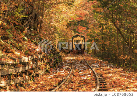 紅葉見頃な赤沢自然休養林 108768652