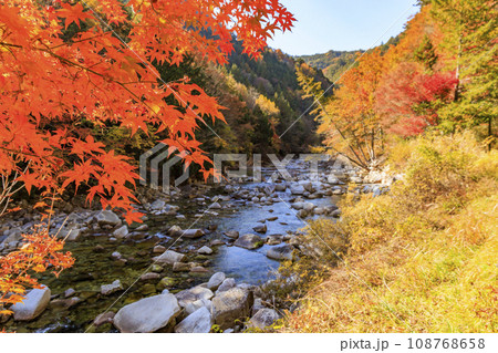 紅葉見頃な赤沢自然休養林 108768658