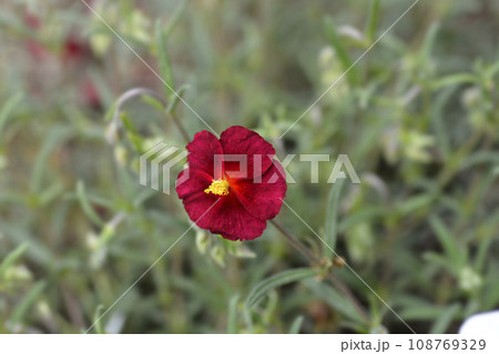 Rockrose Red Orient Rockrose Red Orient 108769329