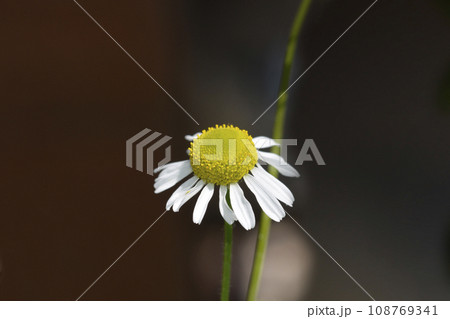 Wild chamomile 108769341