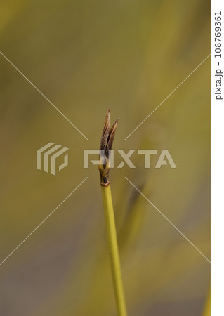 Red osier Dogwood Flaviramea 108769361