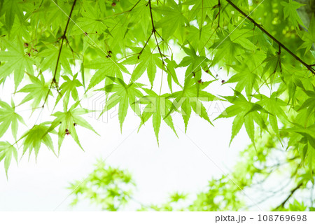 【爽やかな初夏のイメージ】モミジの新緑 108769698