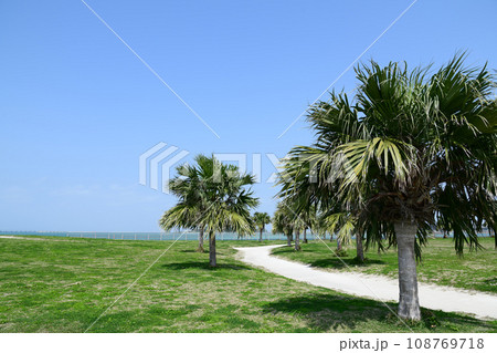 沖縄の海沿いのヤシの木 108769718