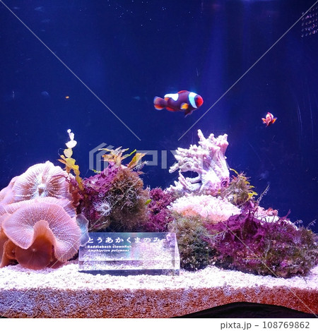 水族館 水族館 108769862