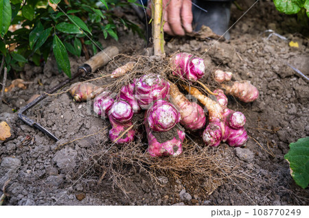 泥付きの菊芋 泥付きの菊芋 108770249
