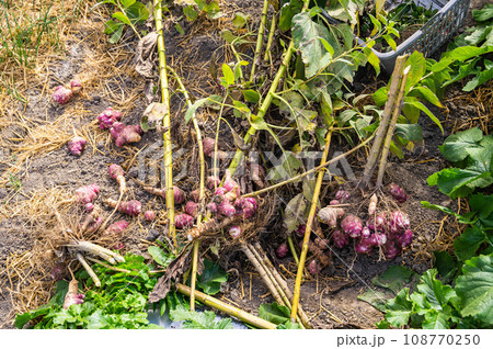 キクイモの収穫 キクイモの収穫 108770250