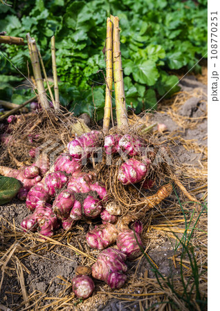 キクイモの収穫 108770251