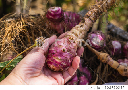収獲したての赤菊芋 収獲したての赤菊芋 108770255