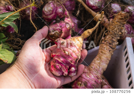 収獲したての赤菊芋 収獲したての赤菊芋 108770256