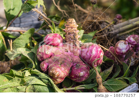 収獲したての赤菊芋 108770257