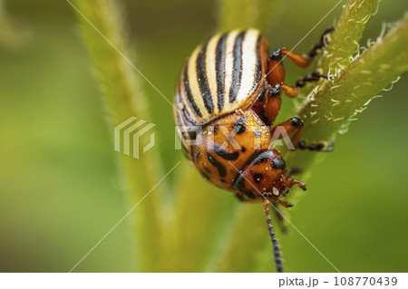 Colorado potato beetle on potato sprouts 108770439