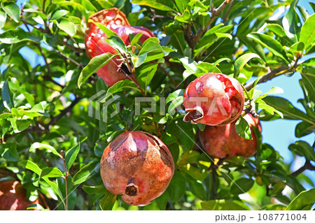 ザクロ（石榴） 108771004