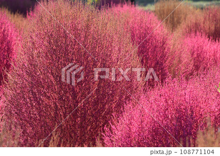 おかばる花公園のコキア 108771104