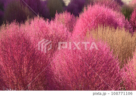 おかばる花公園のコキア 108771106