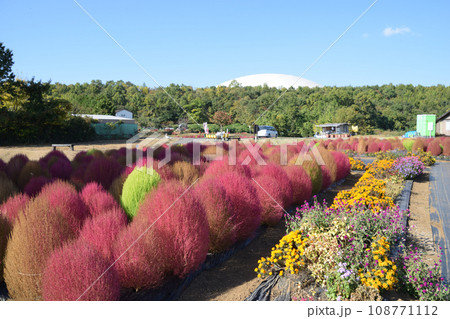 おかばる花公園のコキア 108771112