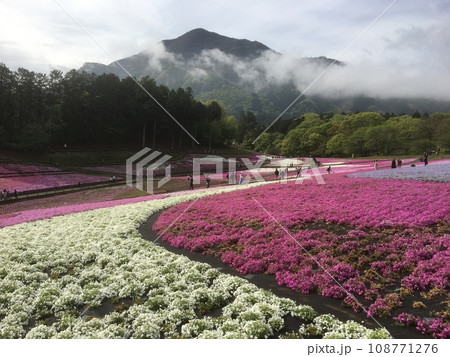 白とピンクのツートンカラーの芝桜の花壇と雲海から突き出た武甲山 108771276