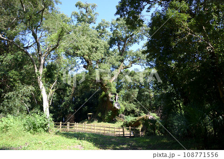 塚崎の大楠 108771556