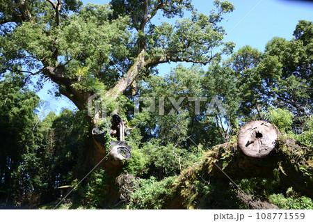塚崎の大楠 108771559