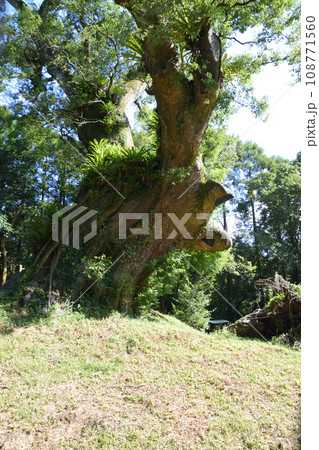 塚崎の大楠 108771560