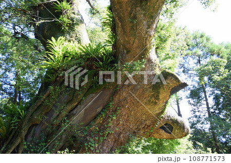 塚崎の大楠 108771573