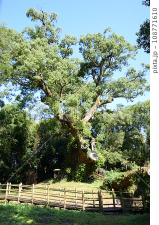 塚崎の大楠 108771610