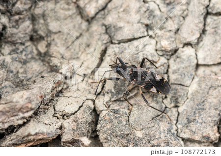 オオモンシロナガカメムシ 108772173