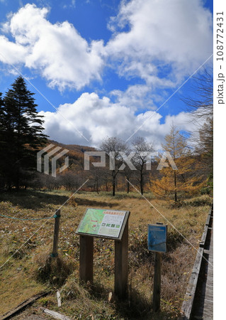 秋の入笠山の紅葉の風景 ( 大阿原湿原 / 2023年10月 ) 108772431