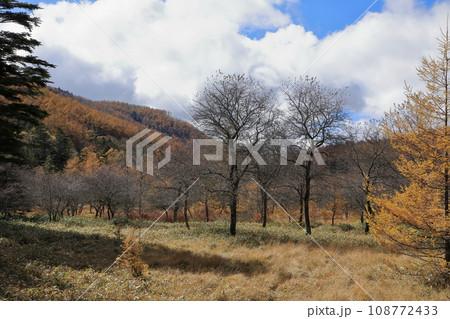 秋の入笠山の紅葉の風景 ( 大阿原湿原 / 2023年10月 ) 秋の入笠山の紅葉の風景 ( 大阿原湿原 / 2023年10月 ) 108772433