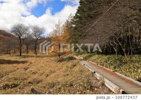 秋の入笠山の紅葉の風景 ( 大阿原湿原 / 2023年10月 ) 108772437