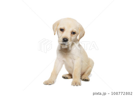 puppy labrador isolated on white background 108772802