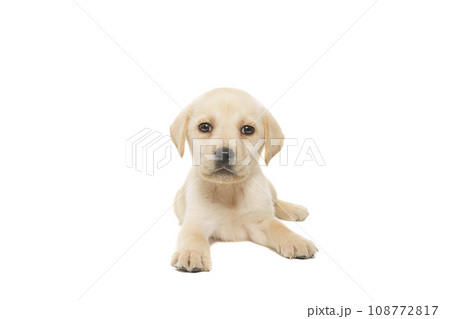 puppy labrador isolated on white background 108772817