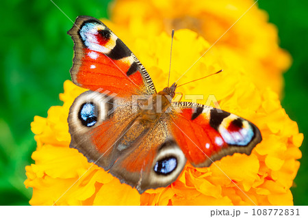 European peacock butterfly (Aglais io). Copy space. European peacock butterfly (Aglais io). Copy space. 108772831