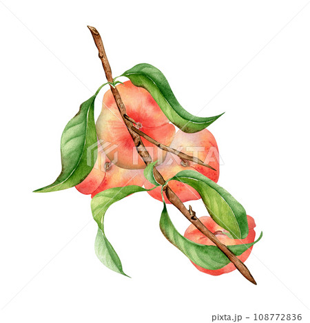 Watercolor illustration with branch flat peaches, green leaves isolated on white. Painted chines peaches. Fruit tree, fruitage hand drawn. Design for package, poster, label jam, cosmetic, juice, oil 108772836