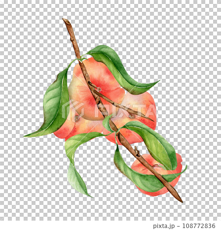 Watercolor illustration with branch flat peaches, green leaves isolated on white. Painted chines peaches. Fruit tree, fruitage hand drawn. Design for package, poster, label jam, cosmetic, juice, oil 108772836