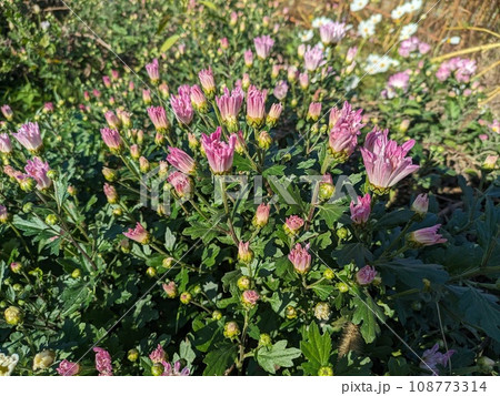 秋の庭に咲くピンク色のスプレーギクの花 108773314