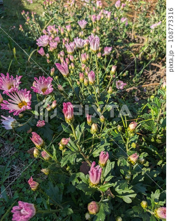 秋の庭に咲くピンク色のスプレーギクの花 108773316