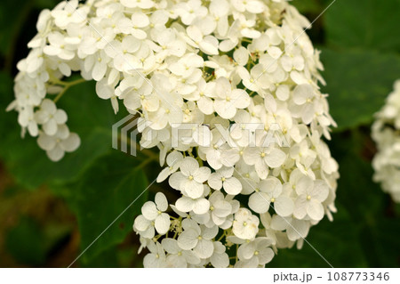 初夏 綺麗に咲いた紫陽花 初夏 綺麗に咲いた紫陽花 108773346