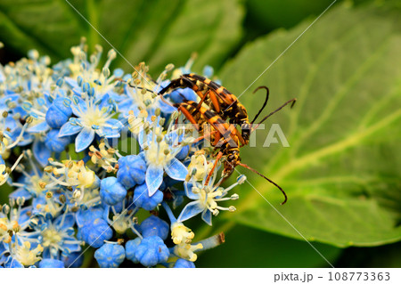 紫陽花の花に止まるペアの昆虫 紫陽花の花に止まるペアの昆虫 108773363