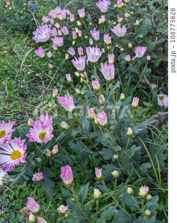 秋の庭に咲くピンク色のスプレーギクの花 108773626