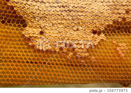Fresh honey in cells as background. Close up view of honeycomb with sweet honey.. 108773973