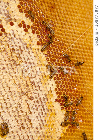 Working bees on the yellow honeycomb with sweet honey.. 108773977