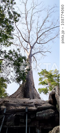 タ・プローム寺院の木 108774060