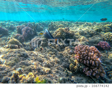 Close up view of Surgeon fish or sohal tang fish (Acanthurus sohal) at the Red Sea coral reef.. 108774142
