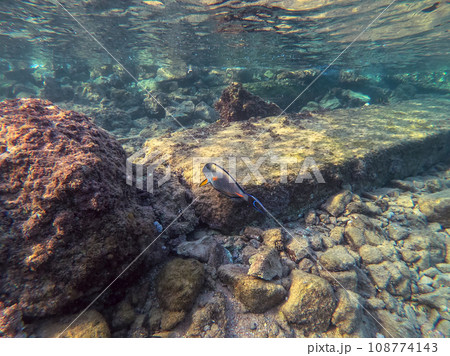 Surgeon fish or sohal tang fish (Acanthurus sohal) at the Red Sea coral reef.. Surgeon fish or sohal tang fish (Acanthurus sohal) at the Red Sea coral reef.. 108774143