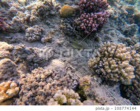 Blackspotted rubberlip fish or plectorhinchus gaterinus at coral reef.. Blackspotted rubberlip fish or plectorhinchus gaterinus at coral reef.. 108774144