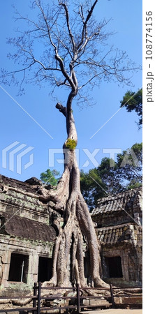 タ・プローム寺院の木 108774156