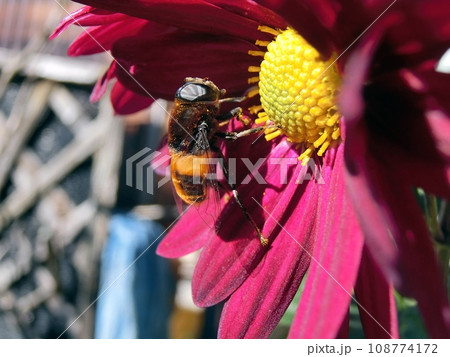 オオハナアブ（秋田市・11/9） 108774172