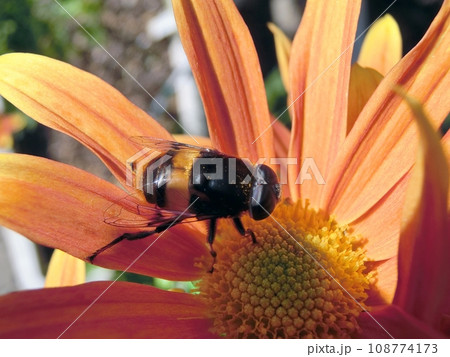 オオハナアブ（秋田市・11/9） 108774173