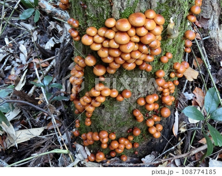 ナメコ(秋田市下浜八田・11/9) ナメコ(秋田市下浜八田・11/9) 108774185
