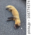 道路で死んでいるテン 108774574